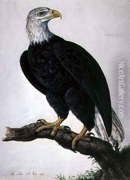White-headed Sea Eagle Oil Painting - Charles Collins