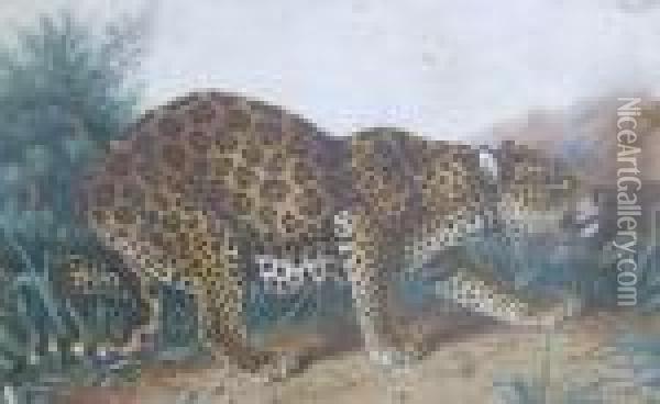 A Leopard Oil Painting - Charles Edward Snr Brittan