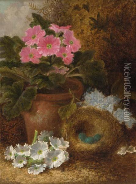 Primulas And A Bird's Nest With Eggs, On A Mossy Bank Oil Painting - Oliver Clare