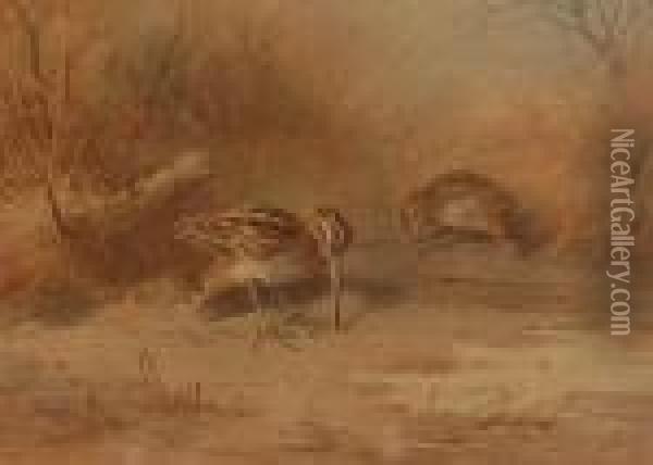 Marshbirds Oil Painting - Archibald Thorburn