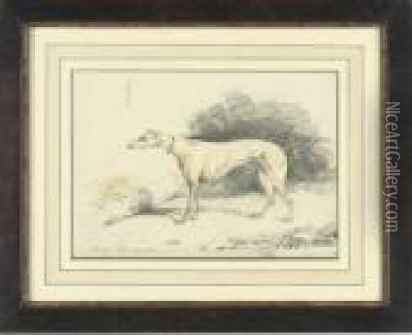 Study Of The Greyhound, Vanity; And Study Of Another Greyhound,tricksy Oil Painting - Samuel Jun Alken