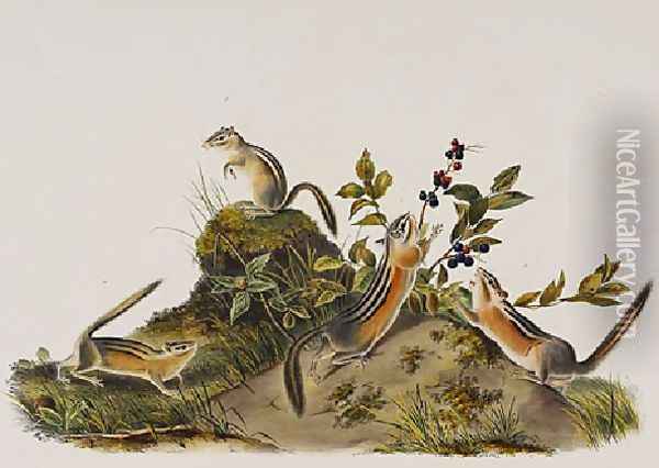 Four Striped Ground Squirrell Tamias Quadivittatus Oil Painting - John James Audubon