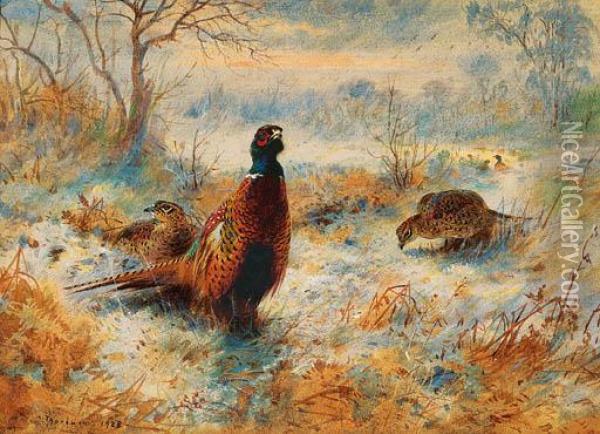 Frost At Sunrise: Pheasant Amongst Bracken Oil Painting - Archibald Thorburn