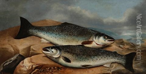A Brace Of Salmon On A Rock Oil Painting - John Bucknell Russell