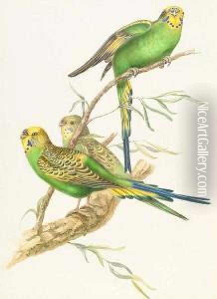 The Singing Parrots Oil Painting - Elizabeth Gould