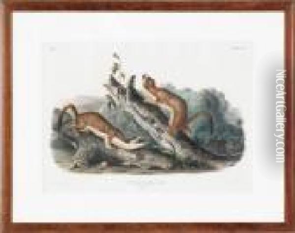 Bridled Weasel Oil Painting - John James Audubon