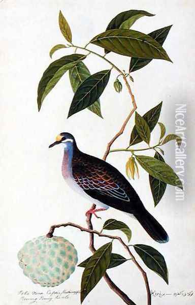 Custard Apple, Poke Nona Caprie with Boorong Pooney Sieole, from 'Drawings of Birds from Malacca', c.1805-18 Oil Painting - Anonymous Artist