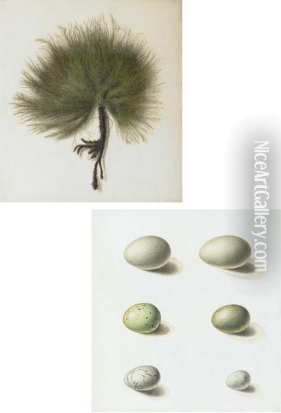 Seaweed; And Six Wild Birds' Eggs Oil Painting - Antoine Germain Bevalet