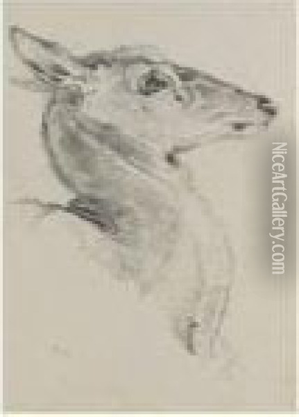 A Study For A Head Of A Deer For The Chevy Chase Oil Painting - Landseer, Sir Edwin
