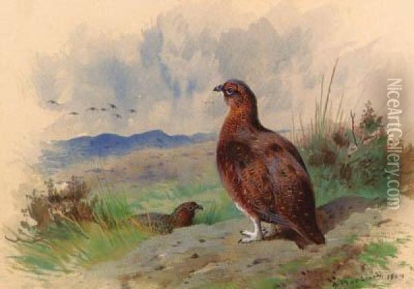 Red Grouse On The Alert Oil Painting - Archibald Thorburn