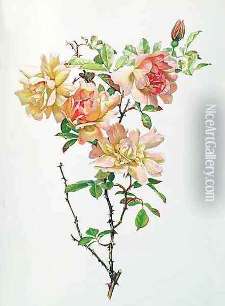 Rosa Chinensis Oil Painting - Alfred Parsons