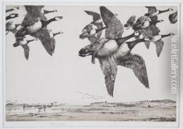 Canada Geese In Flight Oil Painting - George Marples