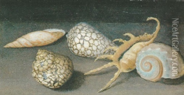 Coquillages Disposes Sur Un Entablement Oil Painting - Balthasar Van Der Ast