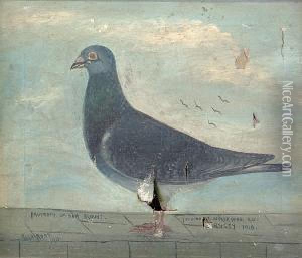 Study Of A Racing Pigeon Oil Painting - Hugh Ross