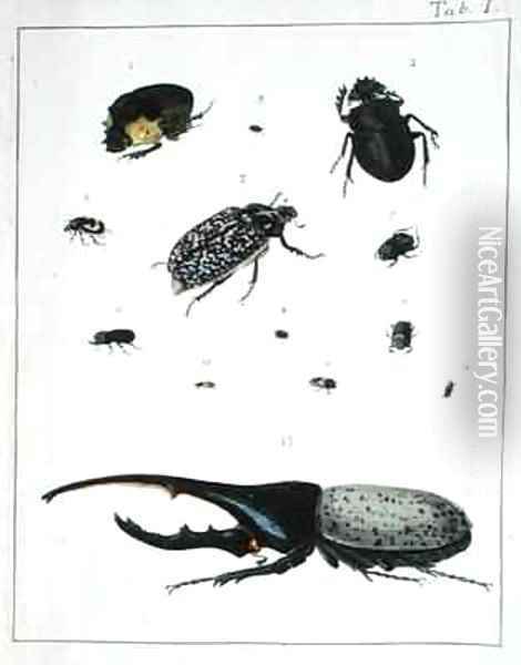 Various beetles Oil Painting - Georges Cuvier