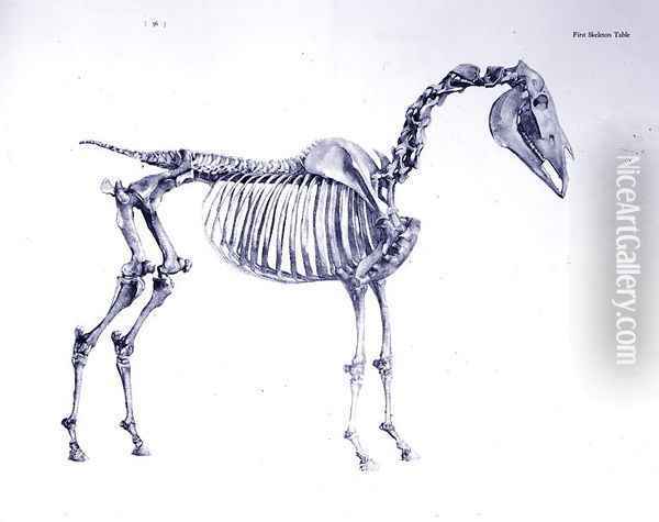First Skeleton Table, from The Anatomy of the Horse 2 Oil Painting - George Stubbs