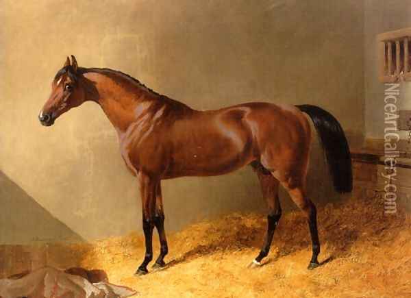 Bay Stallion in Stable Oil Painting - John Frederick Herring Snr