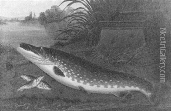 Pike On A Reeded River Bank With Bait Kettle Oil Painting - A. Roland Knight