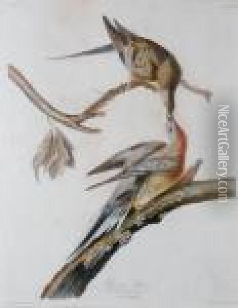 Passenger Pigeon Oil Painting - John James Audubon