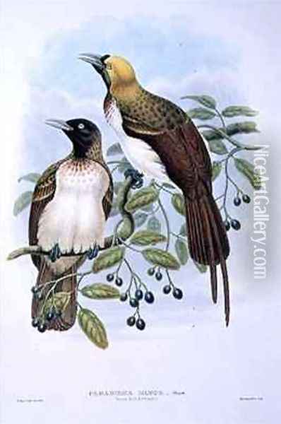 Paradisaea Quilielmi Lesser Bird of Paradise Oil Painting - William M. Hart