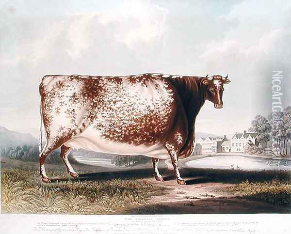 The Airedale Heifer, 1820 Oil Painting - John Bradley