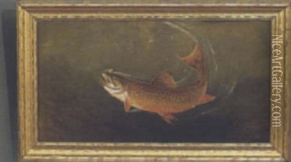 Trout Hooked On A Fly Oil Painting - Samuel A. Kilbourne
