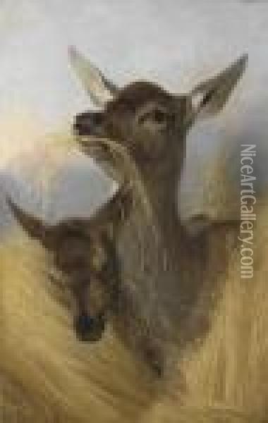 A Red Deer And Faun In A Field Of Oats Oil Painting - Richard Ansdell