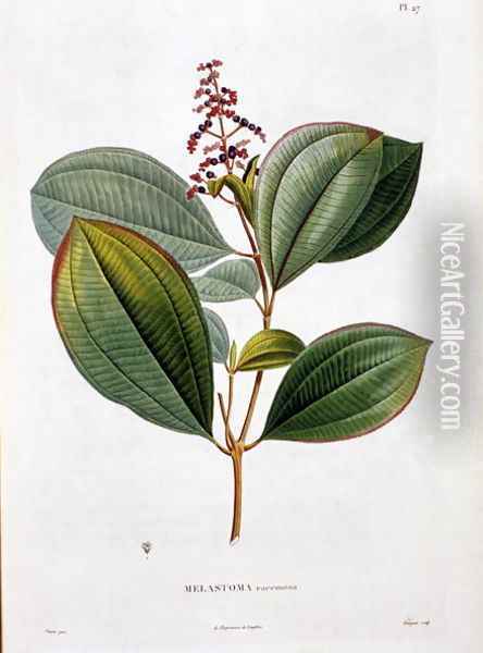 Melastoma racemosa, engraved by Bouquet, plate 27 from Part VI of Voyage to Equinoctial Regions of the New Continent by Friedrich, Baron von Humboldt 1769-1859 and Aime Bonpland 1773-1858 pub. 1806 Oil Painting - Pierre Jean Francois Turpin