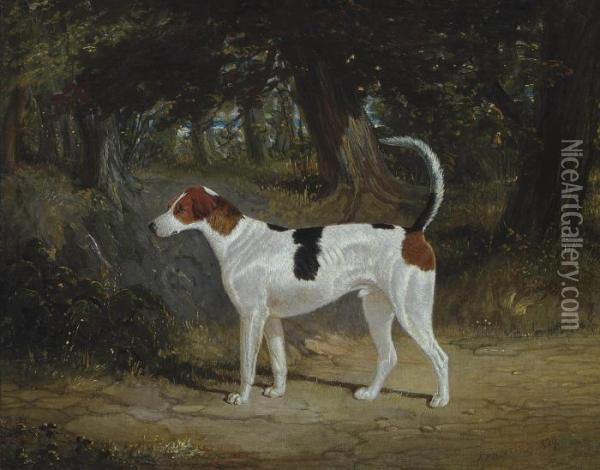 A Favourite Hound Oil Painting - John Frederick Herring Snr