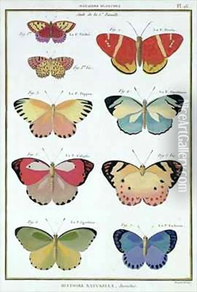 Butterflies from 'Histoire Naturelle des Insectes' 2 Oil Painting - Robert Benard