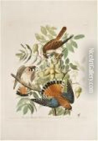 American Sparrow Hawk. [plate Cxlii]. Oil Painting - John James Audubon