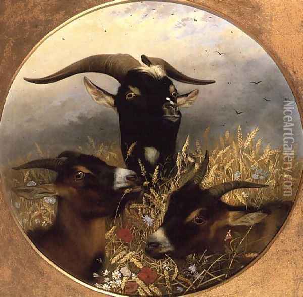 Goats in a Cornfield Oil Painting - William Strutt