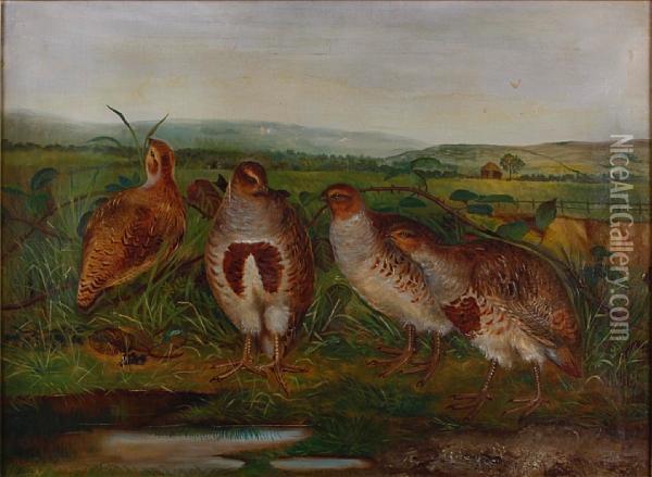 A Group Of Partridge In A Landscape Oil Painting - William Webster Hoare