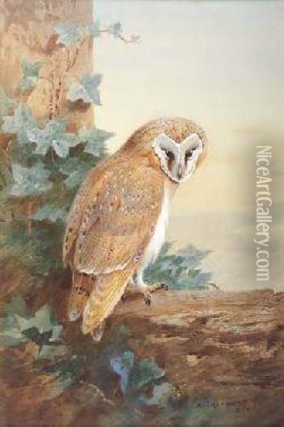 Barn-owl Oil Painting - Archibald Thorburn