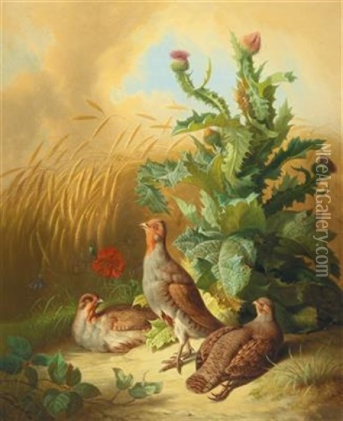 Partridges In A Field Oil Painting - Josef Schuster