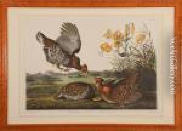 Pinneated Grouse Oil Painting - John James Audubon
