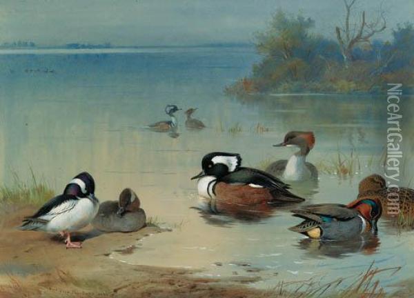 Buffel-headed Duck, American Green-winged Teal And Hoodedmerganser Oil Painting - Archibald Thorburn