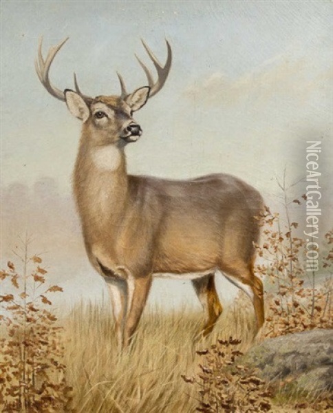 White-tailed Deer Oil Painting - Alexander Pope