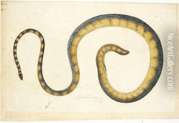 Three Studies Of Snakes Oil Painting - Franz Anton von Scheidel