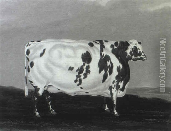 Shorthorn Heifer Oil Painting - Edmund Gill