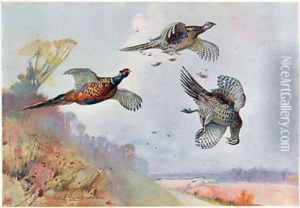 High Pheasants, illustration from Wildfowl and Waders Oil Painting - Frank Southgate