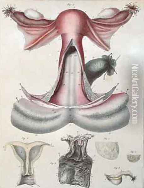 Anatomy of the uterus from Manuel dAnatomie descriptive du Corps Humain Oil Painting - Haincelin