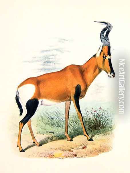 Antelope, from The Book of Antelopes Oil Painting - Joseph Wolf