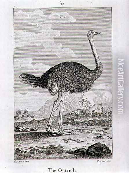 The Ostrich, from A History of the Earth and Animated Nature, by Oliver Goldsmith, published in London, 1816 Oil Painting - Jacques de Seve