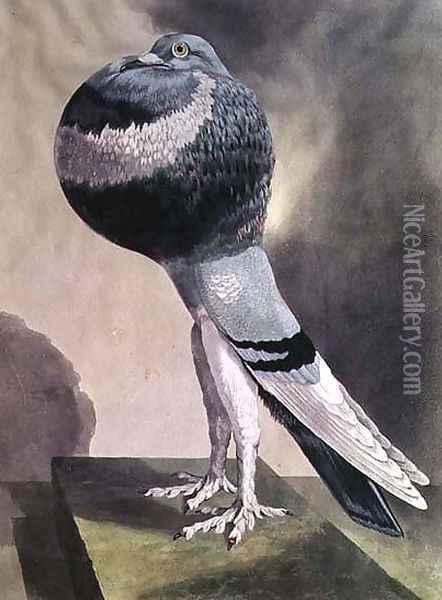 Portrait of Pouter Pigeon Oil Painting - D. Wolsenholme