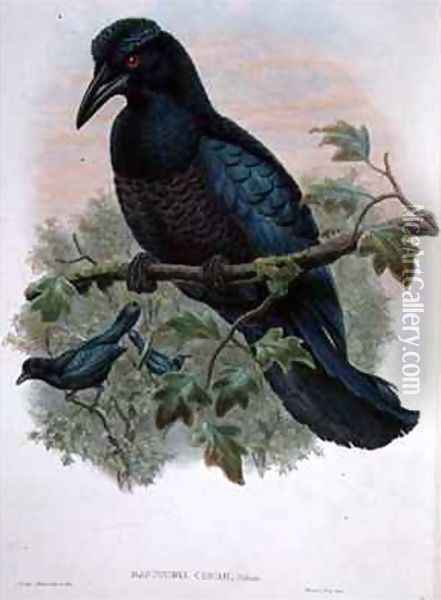 Curl crested Manucode Oil Painting - Gould, John & Hart, William