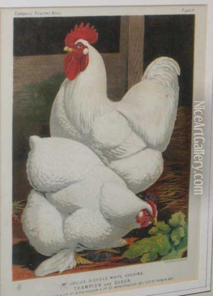 From Cassell's Poultry Book, 
Chickens Oil Painting - Vincent Brooks