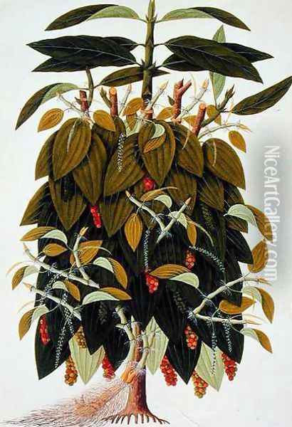 Lava Etam or Black Pepper, from Drawings of Plants from Malacca', c.1805-18 Oil Painting - Anonymous Artist
