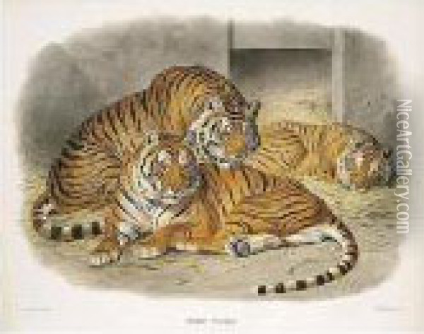 A Monograph Of The Felidae Or 
Family Of The Cats. New York: Published For The Subscribers By The 
Author, [1878]-1883 Oil Painting - Daniel Giraud Elliot