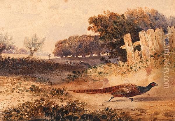 Pheasant Shooting Oil Painting - Newton Fielding